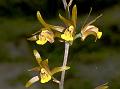 Broadleaf Tainia